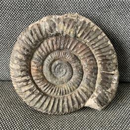 Dactylioceras Sp 12 Fossil Ammonite, Whitby. Stone Treasures Fossils4sale