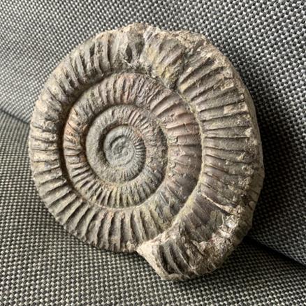 Dactylioceras Sp 12 Fossil Ammonite, Whitby. Stone Treasures Fossils4sale