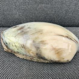 Cardinia Sp Polished Fossil Bivalve, Scunthorpe, England. Lower Lias, Lower Jurassic, 200 Million Years Old.