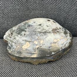 Cardinia Sp Polished Fossil Bivalve, Scunthorpe, England. Lower Lias, Lower Jurassic, 200 Million Years Old.