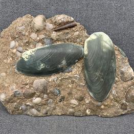 Cardinia Sp Double Fossil Bivalve, Scunthorpe, England. Lower Lias, Lower Jurassic, 200 Million Years Old