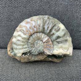 Aegasteroceras sp Fossil Ammonite, Scunthorpe, England. Lower Lias, Lower Jurassic, 200 Million Years Old. Stone Treasures Fossils4sale