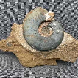 Eparietites sp Fossil Ammonite, Scunthorpe, England. Lower Lias, Lower Jurassic, 200 Million Years Old.Stone Treasures Fossils4sale