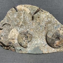 Eparietites sp Double Fossil Ammonite with Gryphaea & Belemnites, Scunthorpe, England. Lower Lias, Lower Jurassic, 200 Million Years Old. Stone Treasures Fossils4sale