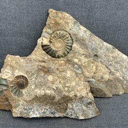 Aegasteroceras Sp Fossil Ammonite Pos / Neg, Scunthorpe, England. Lower Lias, Lower Jurassic, 200 Million Years Old. Stone Treasures Fossils4sale