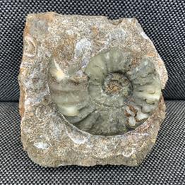 Aegasteroceras Sp Fossil Ammonite, Scunthorpe, England. Lower Lias, Lower Jurassic, 200 Million Years Old.