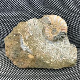 Aegasteroceras Sp Fossil Ammonite, Scunthorpe, England. Lower Lias, Lower Jurassic, 200 Million Years Old.  Stone Treasures Fossils4sale