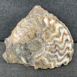 Eparietites sp Polished Ammonite Frodingham Ironstone Scunthorpe UK Stone Treasures Fossils4sale