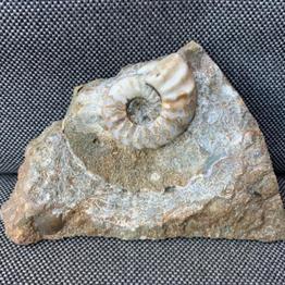 Aegasteroceras Sp Polished Fossil Ammonite, Scunthorpe, England. Lower Lias, Lower Jurassic, 200 Million Years Old.