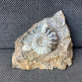 Aegasteroceras Sp Polished Fossil Ammonite, Scunthorpe, England. Lower Lias, Lower Jurassic, 200 Million Years Old.
