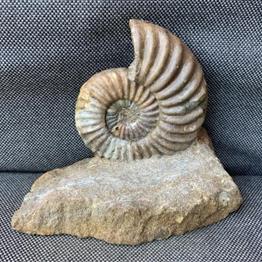Aegasteroceras Sp Fossil Ammonite, Scunthorpe, England. Lower Lias, Lower Jurassic, 200 Million Years Old.