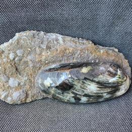 Cardinia Sp Fossil Bivalve, Scunthorpe, England. Lower Lias, Lower Jurassic, 200 Million Years Old.