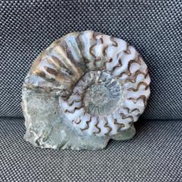 Aegasteroceras Sp Polished Fossil Ammonite, Scunthorpe, England. Lower Lias, Lower Jurassic, 200 Million Years Old.