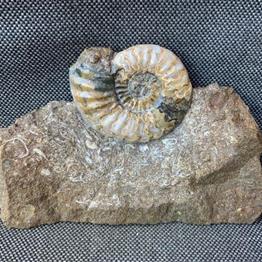 Aegasteroceras Sp Polished Fossil Ammonite, Scunthorpe, England. Lower Lias, Lower Jurassic, 200 Million Years Old.