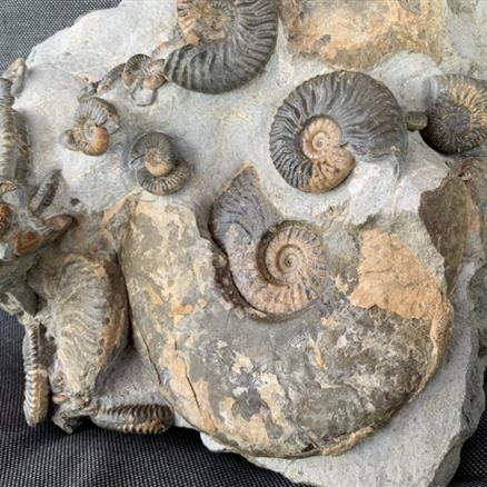 Ludwigia Sp Multiblock Fossil Ammonite, Bearreraig Bay, Isle of Skye