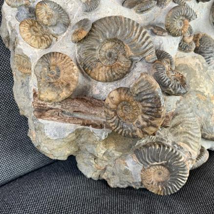 Ludwigia obtusiformis Multiblock Fossil Ammonite Isle of Skye