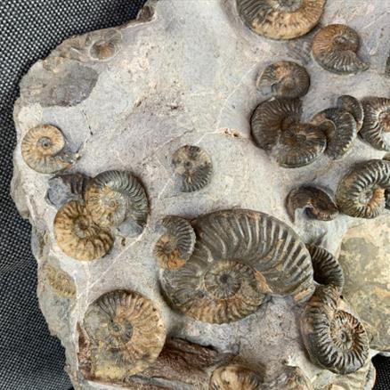 Ludwigia Sp Multiblock Fossil Ammonite, Bearreraig Bay, Isle of Skye