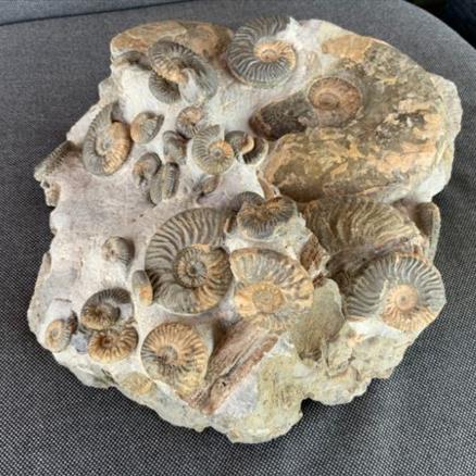 Ludwigia obtusiformis Multiblock Fossil Ammonite Isle of Skye