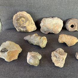 Silurian reef seabed specimens. Wren’s Nest, Dudley Stone Treasures Fossils4sale