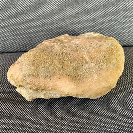 Fossil Coral Favosites specimen. 13cm x 10cm Wren’s Nest, Dudley Silurian Stone Treasures Fossils4sale