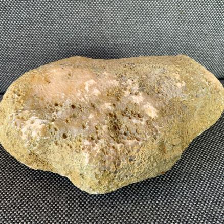 Fossil Coral Favosites specimen. 13cm x 10cm Wren’s Nest, Dudley Silurian Stone Treasures Fossils4sale