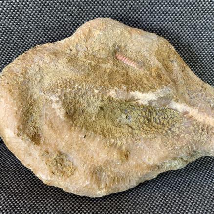 Fossil Coral Favosites specimen. 13cm x 10cm Wren’s Nest, Dudley Silurian Stone Treasures Fossils4sale