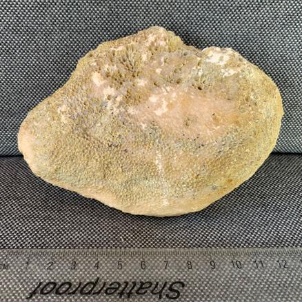 Fossil Coral Favosites specimen. 13cm x 10cm Wren’s Nest, Dudley Silurian Stone Treasures Fossils4sale