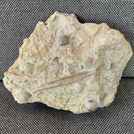 Silurian reef seabed specimen 12cm x 9cm. Wren’s Nest, Dudley Old collection. Fossils4sale