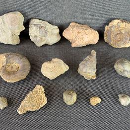 Silurian reef seabed specimens. Wren’s Nest, Dudley Old collection Fossils4sale Stone Treasures