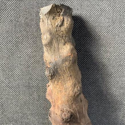 Plant Stem Coal Measure Carboniferous Fossil 16cm 443gms Crow Nest S Yorks Stone Treasures Fossils4sale
