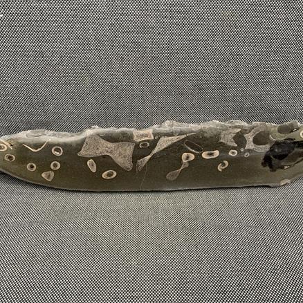 Ichthyosaurus  Polished Display Bone 2 Specimen Whitby UK 33cm x 6cm 652gms approx Stone Treasure Fossils4sale