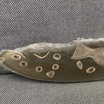 Ichthyosaurus  Polished Display Bone Specimen Whitby UK 33cm x 6cm 652gms approx