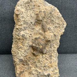 Fossil Seabed with Blastoid & Crinoid Stems 16cm x 14cm x 4cm 1.2Kg Fossils4sale Stone Treasures