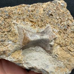 Fossil Seabed with Ichthyosaur Humerous Paddle Bone 16cm x 11cm x 1.7cm 686grams Fossils4sale Stone Treasures