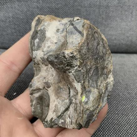Crocodile Tooth + Vertebra Rare Jurassic Bone, Whitby, Yorkshire Fossils4sale Stone Treasures