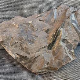 Coal Measure specimen Location unknown 1.3Kg 18cm x 15cm x 3cm Stone Treasures Fossils4sale