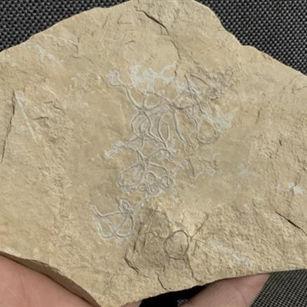 Brittlestar (Starfish) Multiblock Germany, Upper Jurassic, Sinosura Sp Fossils4sale Stone Treasures