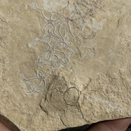 Brittlestar (Starfish) Multiblock Germany, Upper Jurassic, Sinosura Sp Fossils4sale Stone Treasures