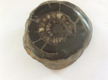 Ammonite Dactylioceras Polished Whitby UK Diameter 6.5cm 3cm deep Matrix 9.5cm 530gms Stone Treasures Fossil4sale