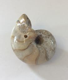 Nautilus small Burton Bradstock Dorset 6cm across 86gms Stone Treasures Fossils4sale