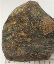 Plesiosaur Humerus Bone 1 specimen 12cm long 1,15kg UK Stone Treasures Fossils4sale