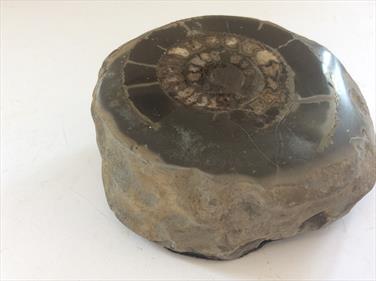Ammonite Dactylioceras Polished Whitby UK Diameter 6.5cm 3cm deep Matrix 9.5cm 530gms Stone Treasures Fossil4sale