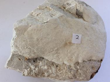 Sponge White Chalk Fossil Daneâ€™s Dyke 2 Flamborough, Humberside Cretaceous.16cm x 10cm 1.84Kg Stone Treasures Fossils4sale