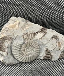 Arnioceras Sp Fossil Ammonite Multiblock From Holderness Coast, Yorkshire, 10cm x 6.5cm x 4.8cm Stone treasures Fossils4sale