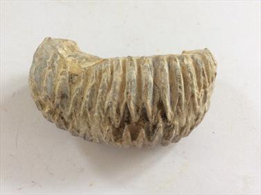 Oyster Rastellum Carinatum Marovoay Madagascar sourced by fossils4sale Stone Treasures