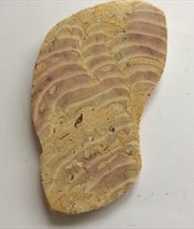 Graptolites/Stromatolites