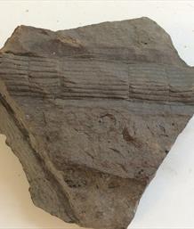 Calamites fossil plant stem horse tail plant 9cm x 8cm 218gms Fossils4sale Stone Treasures