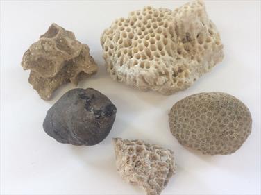 Coral Fossil group 5 including 2 Siderastrea specimens and a sponge Florida USA Stone Treasures Fossils4sale