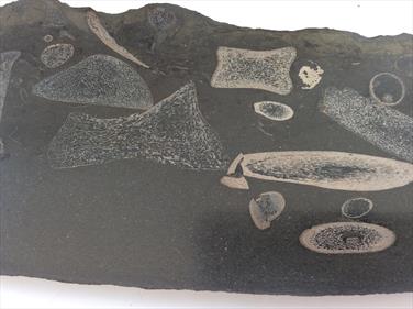 Ichthyosaurus  Polished Display Bone Specimen Whiby UK 38cm x 7cm 889gms approx Stone Treasures Fossils4sale