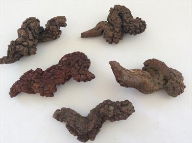 Coprolite Specimens (Dino Poo) Madagascar 8cm Stone Treasures